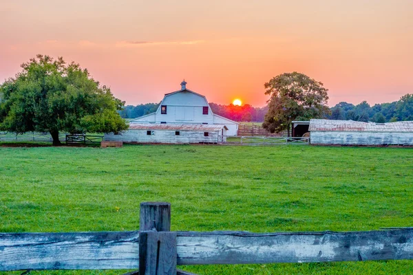 Yorker South Carolina weiß rosa — Stockfoto