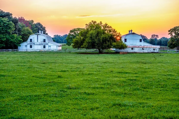 Yorker South Carolina weiß rosa — Stockfoto