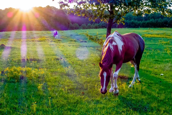 Prachtige paarden op de weide bij zonsondergang in south carolina moun — Stockfoto