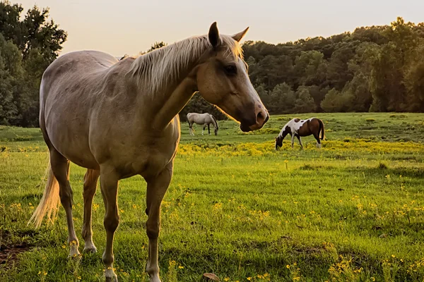 Bellissimo cavallo al pascolo al tramonto nel sud carolina moun — Foto Stock
