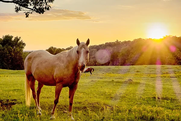 Bellissimo cavallo al pascolo al tramonto nel sud carolina moun — Foto Stock