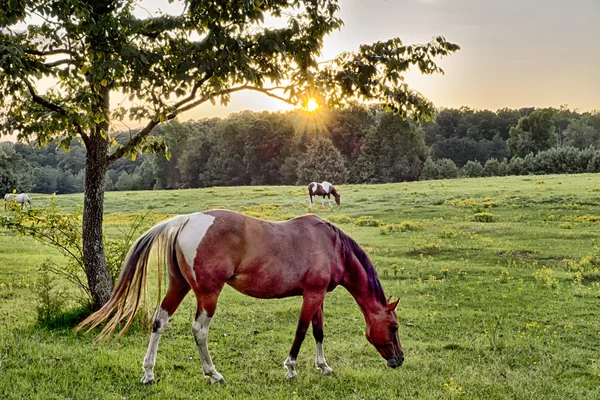 Beau cheval sur le pâturage au coucher du soleil au sud carolina moun — Photo