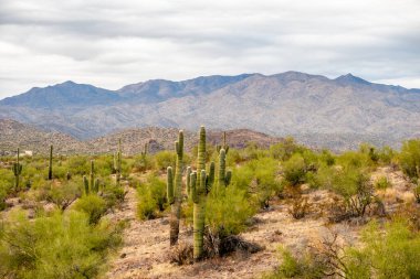arizona Çölü'nde saguaro kaktüs bitkileri