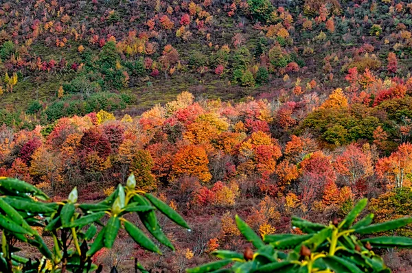 Autumn drive on blue ridge parkway — Stock Photo, Image