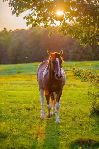 Cavallo in posa su un terreno agricolo al tramonto — Foto Stock
