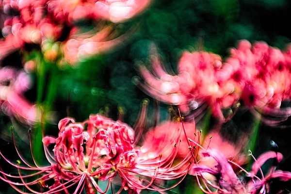 Red spider lily lycoris radiata cluster amaryllis higanbana flow — Stock Photo, Image