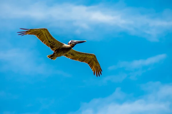 Pelican vogel tijdens de vlucht over Oceaan onder de blauwe hemel — Stockfoto