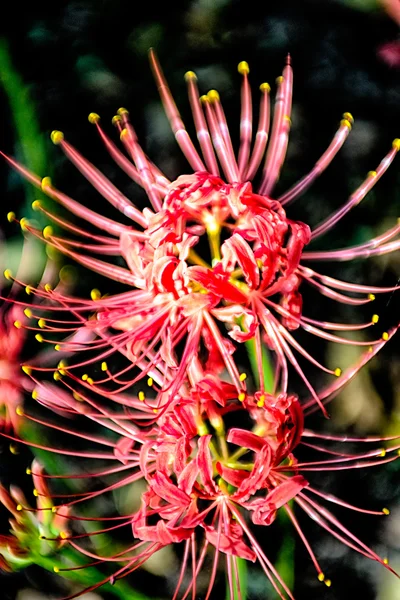 Красный паук ликорис лучевая кластер amaryllis higanbana поток — стоковое фото