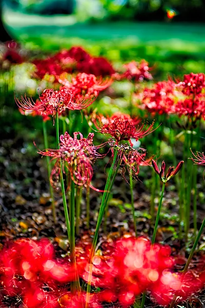 Rote Spinnenlilie lycoris radiata Cluster Amaryllis higanbana flow — Stockfoto