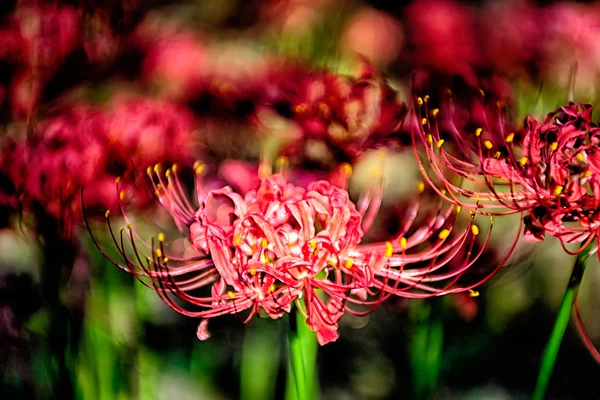 Röd spindel Lilja tempellilja radiata kluster amaryllis higanbana flöde — Stockfoto