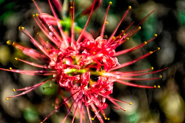 Kırmızı örümcek lily lycoris radiata küme nergis zambağı higanbana akış — Stok fotoğraf