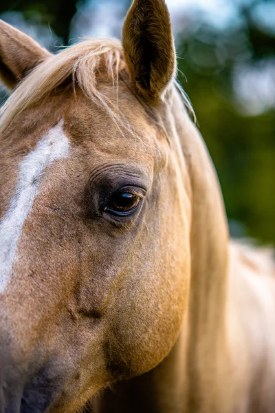 Ló, állat pózol a termőföld naplementekor — Stock Fotó