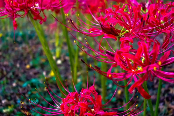 Красный паук ликорис лучевая кластер amaryllis higanbana — стоковое фото