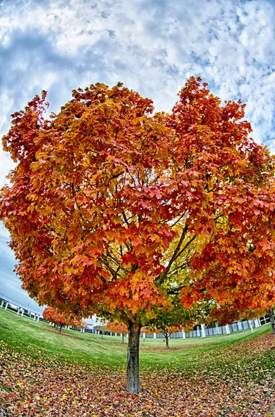 Hojas de otoño amarillas y naranjas y rojas en hermoso parque de otoño . —  Fotos de Stock