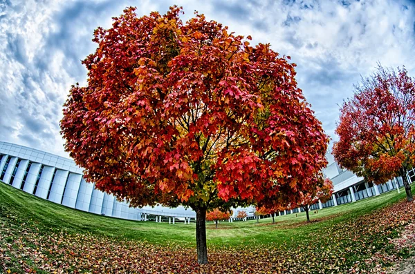 Κίτρινο και πορτοκαλί και κόκκινο το φθινόπωρο τα φύλλα σε όμορφο πτώση πάρκο. — Φωτογραφία Αρχείου
