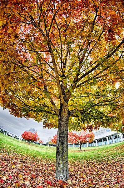 Hojas de otoño amarillas y naranjas y rojas en hermoso parque de otoño . — Foto de Stock