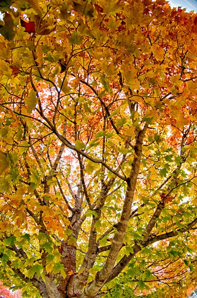 Hojas de otoño amarillas y naranjas y rojas en hermoso parque de otoño . —  Fotos de Stock