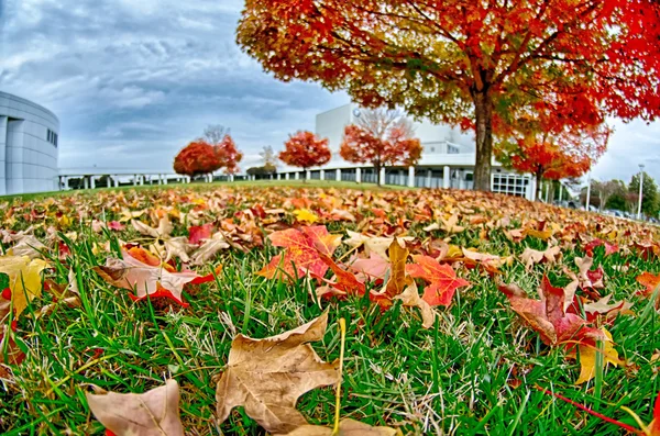 Hojas de otoño amarillas y naranjas y rojas en hermoso parque de otoño . — Foto de Stock
