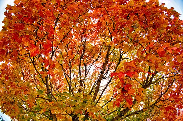 Sárga és narancssárga és piros őszi levelek, gyönyörű őszi parkban. — Stock Fotó
