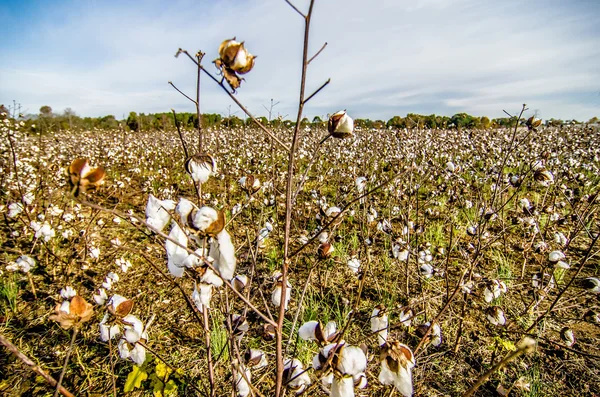 Katoenvelden wit met rijpe katoen klaar voor oogst — Stockfoto