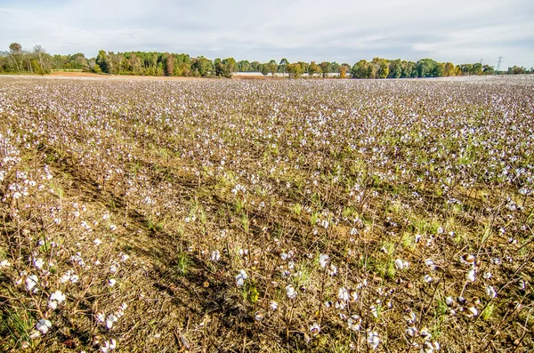 Champs de coton blanc avec coton mûr prêt pour la récolte — Photo