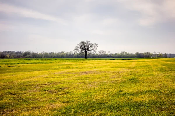 Lonetree in veld met zonnige blauwe hemel — Stockfoto