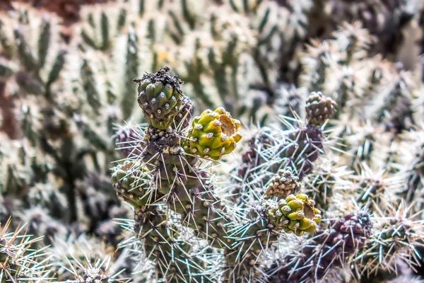 Многие стемнезы маленьких кактусов в пустыне — стоковое фото