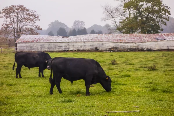 Landscape view of a cow farm ranch in fog — Stock Photo, Image