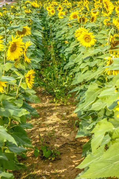 Zonnebloem veld op een boerderij ergens in south carolina usa — Stockfoto