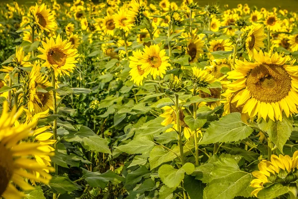 Zonnebloem veld op een boerderij ergens in south carolina usa — Stockfoto