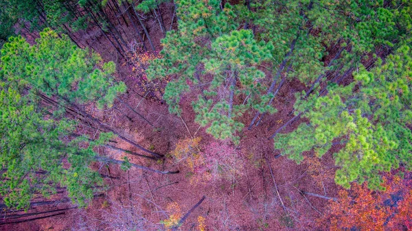 Aerial view over wooded forest and road — Stock Photo, Image