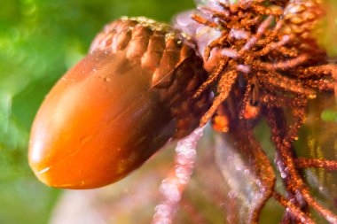 Noel süslemeleri dallarda köknar