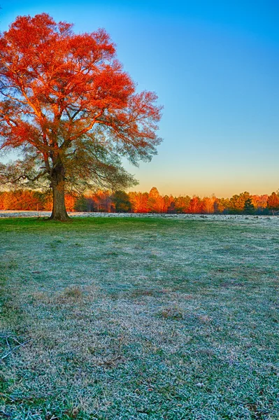 Farm field with frost in the morning sunrise hour — Stock Photo, Image