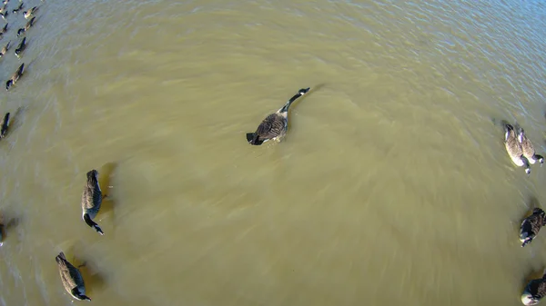 空中飞行在池塘上的鹅 — 图库照片