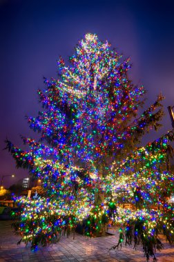 charlotte north carolina Panter stadium civarındaki Noel ağacı