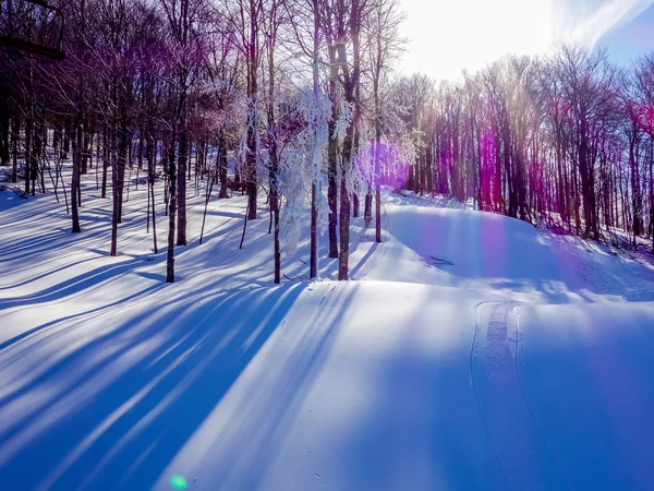 Tramonto nel bosco tra gli alberi ceppi nel periodo invernale — Foto Stock