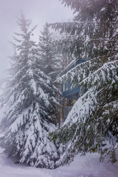 Sneeuw bedekt de bomen in de bergen van north carolina in de winter — Stockfoto