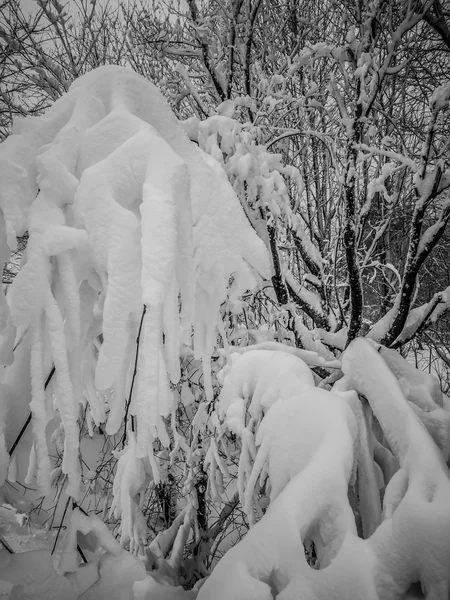 Sneeuw bedekt de bomen in de bergen van north carolina in de winter — Stockfoto