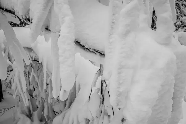 Arbres couverts de neige dans les montagnes de la carolina du nord pendant l'hiver — Photo