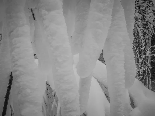 Sneeuw bedekt de bomen in de bergen van north carolina in de winter — Stockfoto