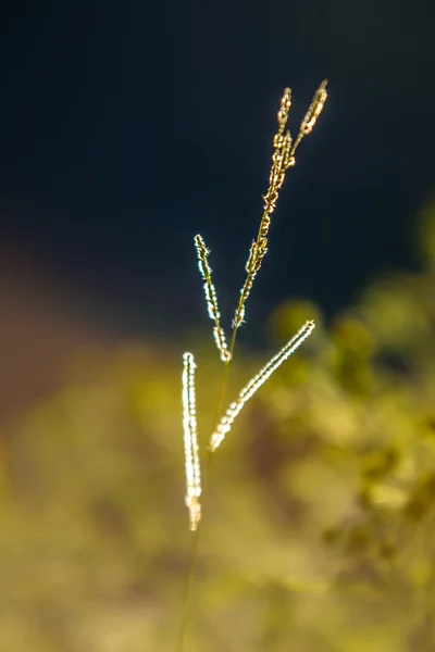 日の入り日の出太陽の下で乾燥黄色草草原 — ストック写真