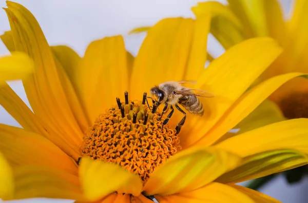 Пчела Опыляет Желтый Цветок Опыление Желтого Цветка Пчелой — стоковое фото