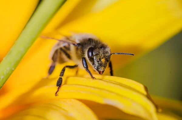 Пчела Сидящая Цветке Пета Медовая Пчела Сидящая Желтом Лепестке Цветов — стоковое фото