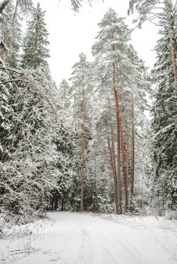 Karlı bir ormanda boş bir yol. Yoldaki karlı kış manzarası