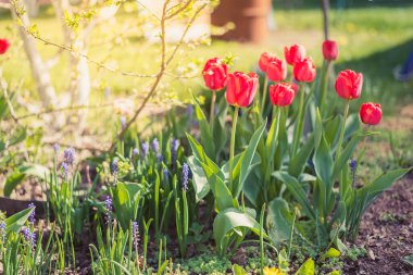 Çiçek açan kırmızı laleler baharda bahçede büyür.