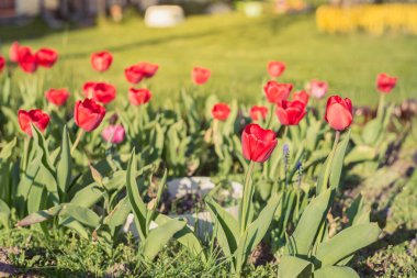 Güneşin ışıldadığı kırmızı laleli güzel doğa sahnesi. Bahar çiçekleri