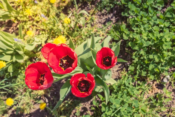 Tulipas Vermelhas Primavera Florescendo Jardim Vista Superior — Fotografia de Stock