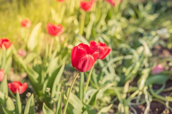 Hermosa Pradera Con Tulipanes Rojos Florecientes Flores Primavera — Foto de Stock