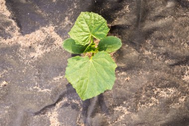 Salatalık filizleri topraktan çıkar..