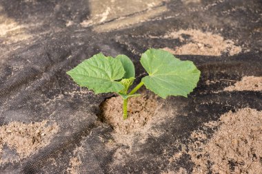 Salatalık filizleri topraktan çıkar..